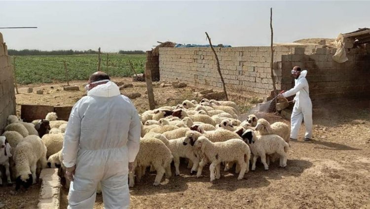 للحد من انتشار الحمى النزفية.. حملة صحية واسعة في النجف